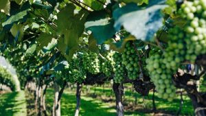 Condenado un empresario por falsear facturas para recibir 55.000 euros en ayudas de la UE para promocionar vino español