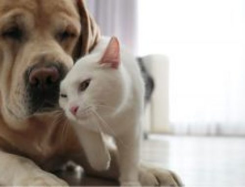 Responsabilidad por mascotas: ¿siempre respondes tú?